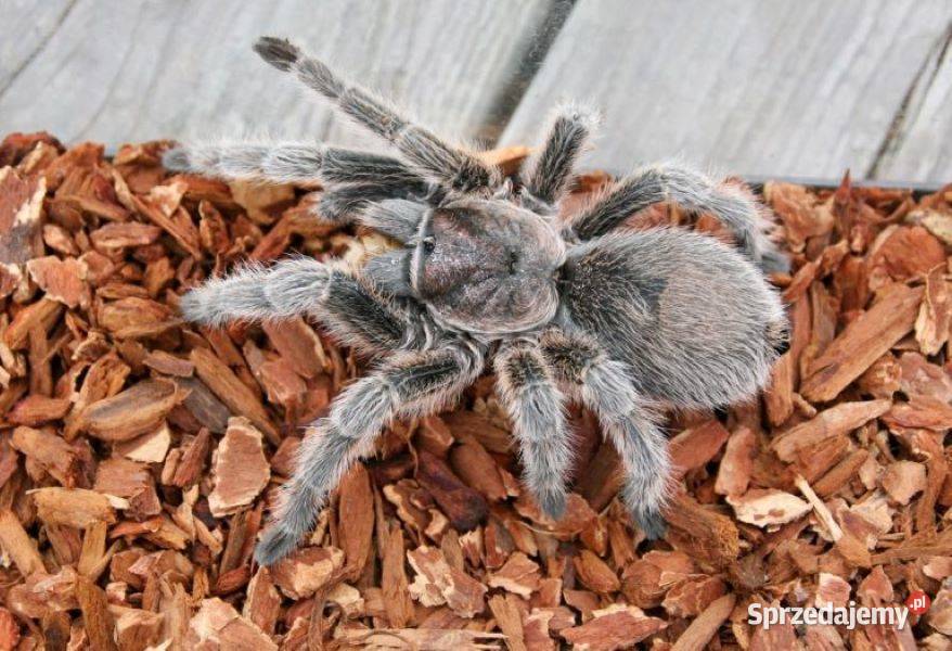 Chips kokosowy naturalny kokos CHIPS brykiet Bełk