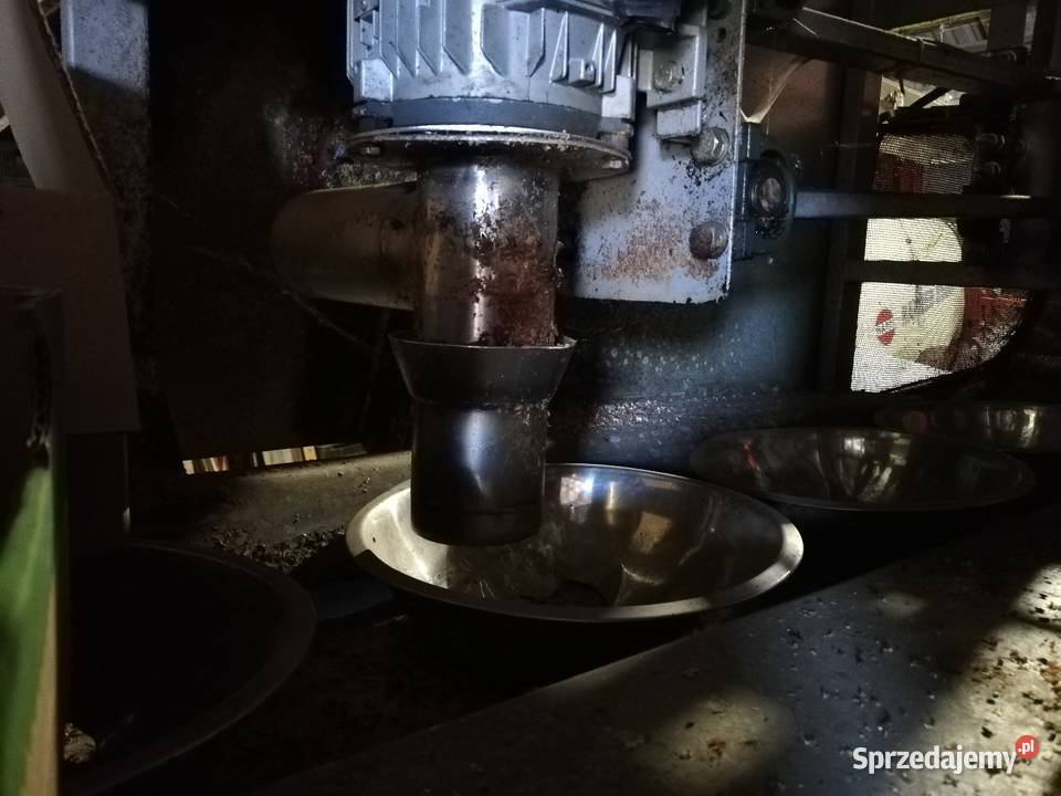 Maszyna kalafior brokuł tasmociag Górne