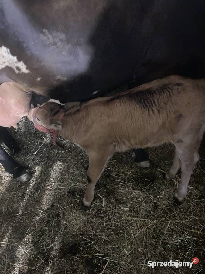 Sprzedam krowę mleczną z cielakiem Kasinka Mała