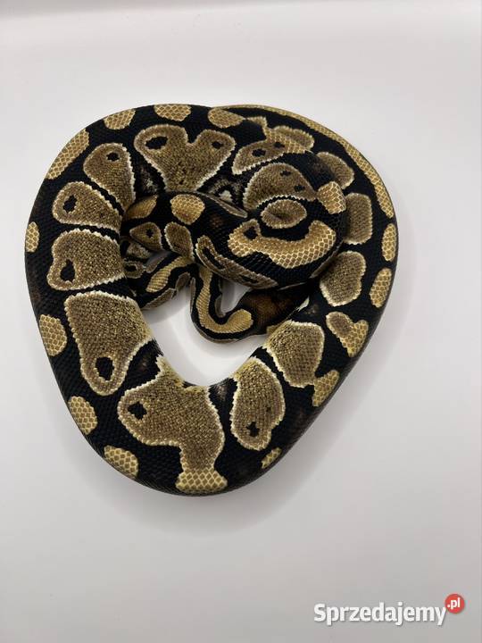 Węże różne odmiany Suchedniów sprzedam