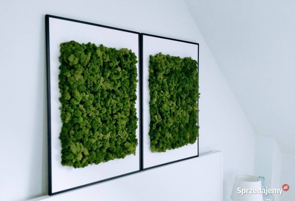 Obrazy z chrobotkiem reniferowym 50x70 w czarnej Kraków
