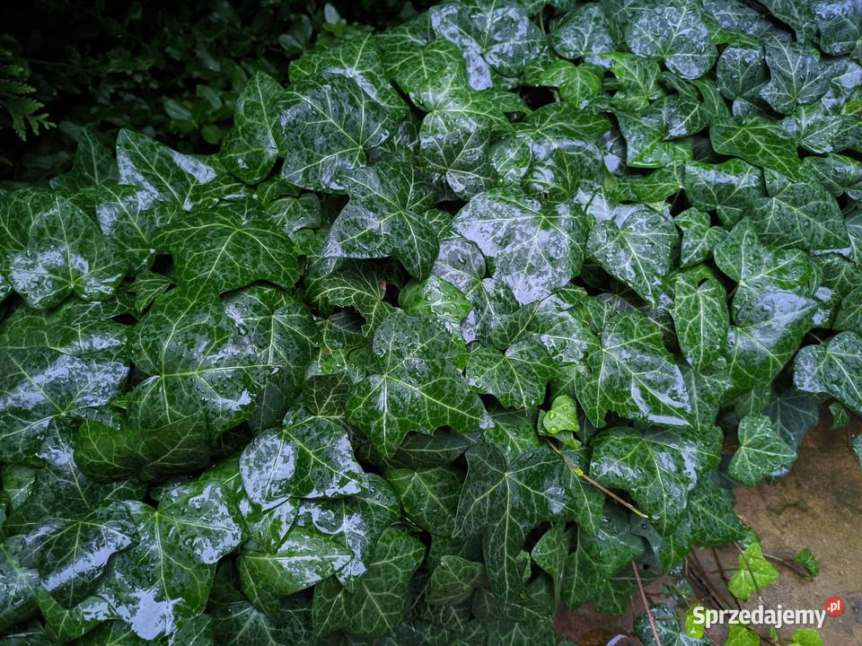 Bluszcz pospolity Hedera Helix zimozielony Duże Lublin