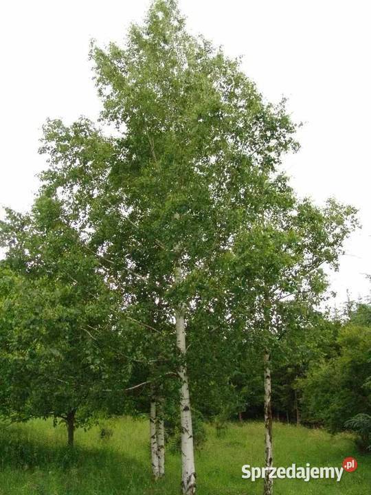 Brzoza brodawkowata sadzonki 15 l Betula pendula Inowrocław