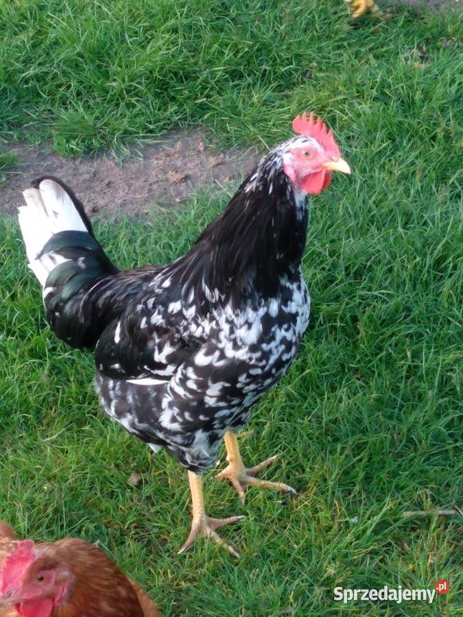 Kogut tęczanka Siemień