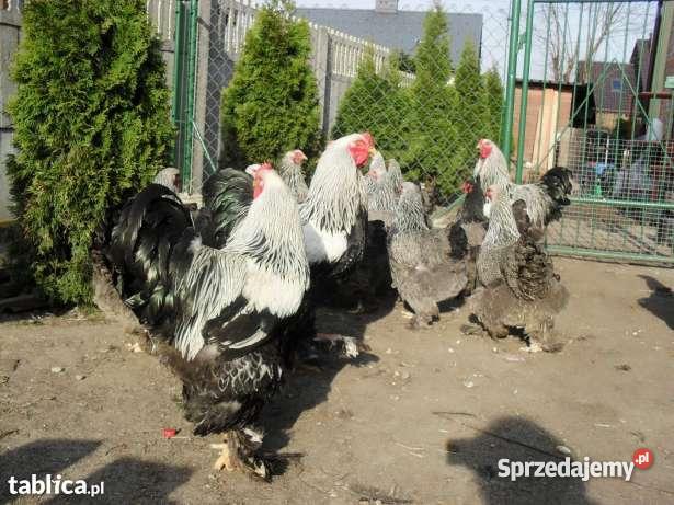 Brahma brahmy olbrzymia srebrna jaja lęgowe Pozostałe Żelechów sprzedam