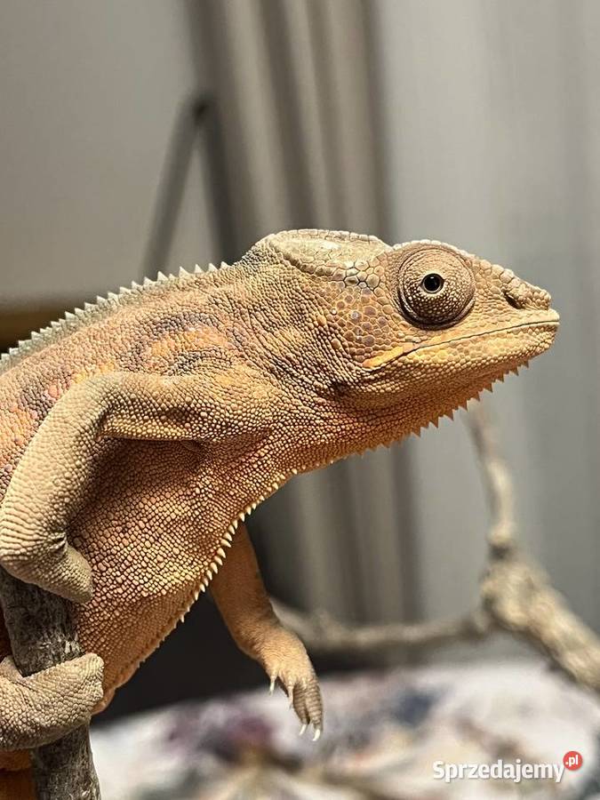 Kameleon lamparci 2 samiczki Tczew