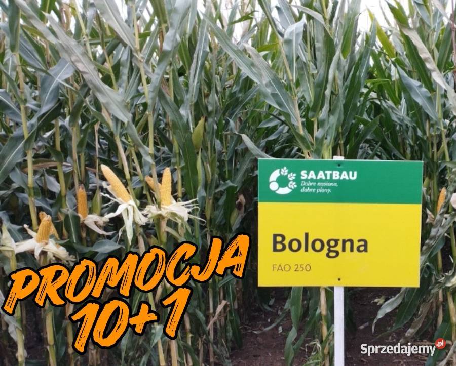 Kukurydza Saatbau Bologna na kiszonęziarno FAO Pleszew