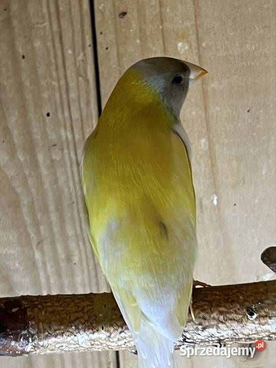 Amadyna wspaniała samiec 2025 r Ruda Śląska sprzedam