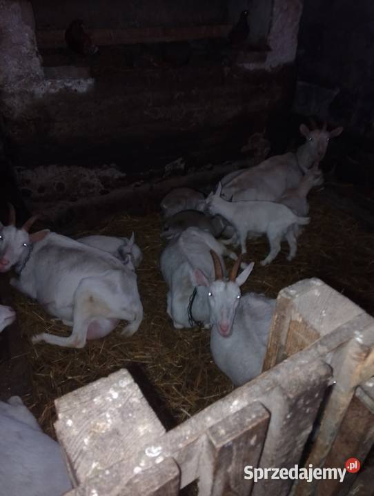 Kózki i koziołki Kozy Koszary Jarockie sprzedam