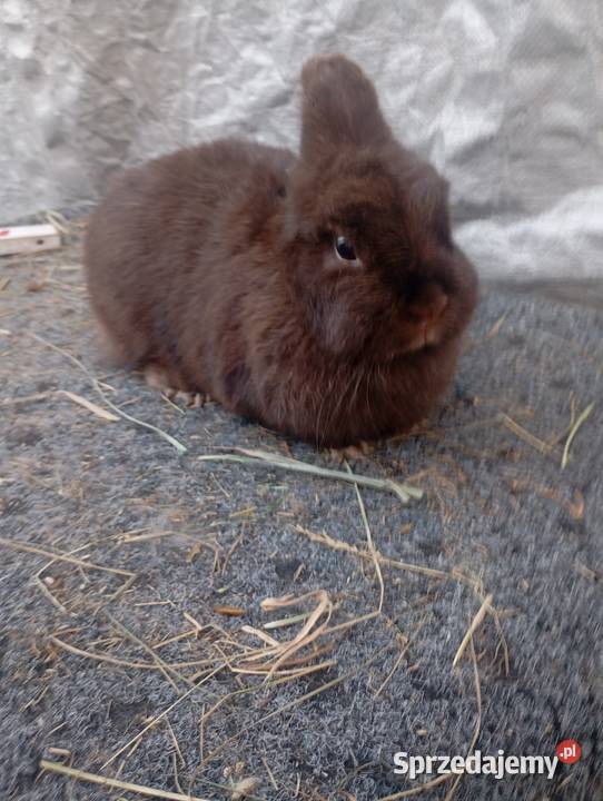Sprzedam króliczki karzełki czarne szare havana Izbica-Wieś