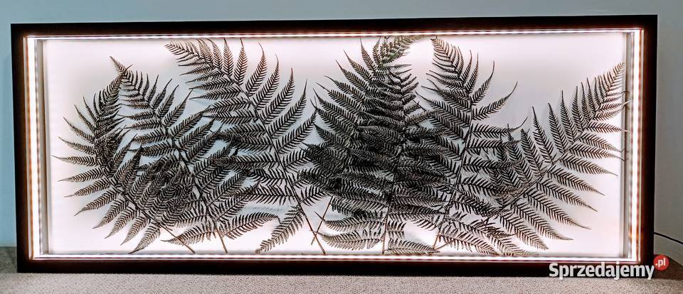 Rama z podświetleniem LED 100x40 z paprociami Kraków