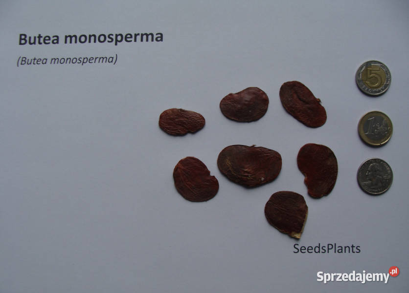 BUTEA MONOSPERMA Butea monosperma NASIONA 10 kujawsko-pomorskie