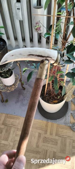 kolekcja starych lasek Ełk