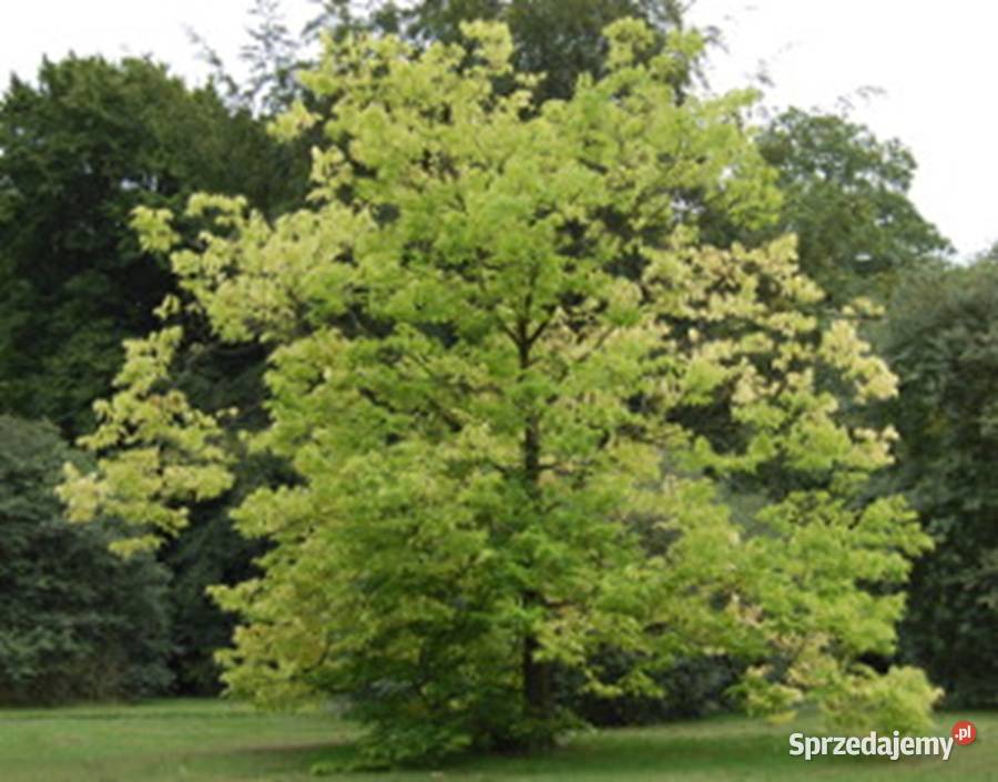 WIĄZOWIEC ZACHODNI Celtis occidentalis NASIONA kujawsko-pomorskie Lubanie