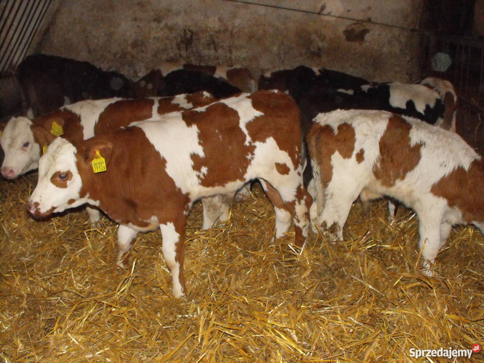 byki byczki cielaki mięsne NCB i Kolonia Warzymowska