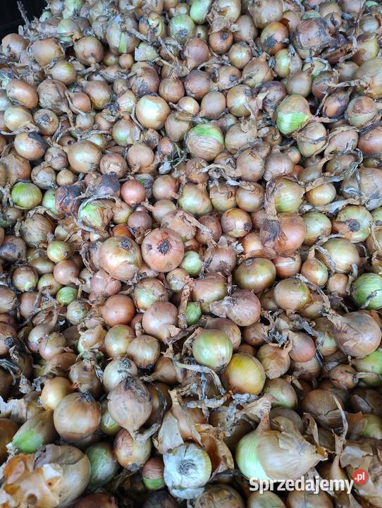 Cebula odmiana Panther Turlejewo