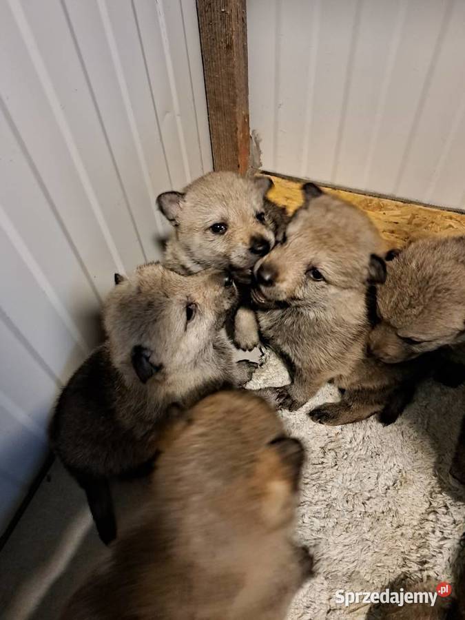 Wilczak czechosłowacki Sprzedam małopolskie Jabłonka