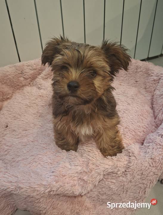 Yorkshire Terrier York Chróścin