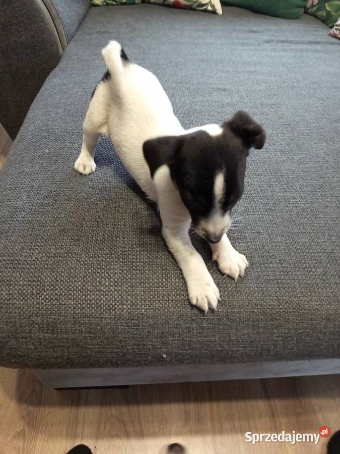 Jack Russell Terrier Kamieńskie Młyny