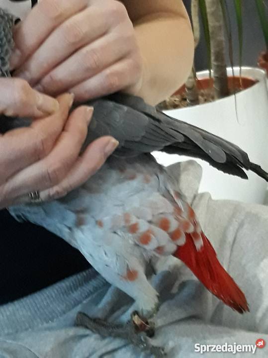 Sprzedam młode Żako Kongijskie