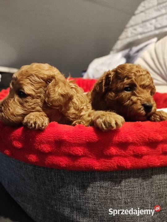 Pudelki malutkie toy 16 marca odbior dolnośląskie Bolesławiec