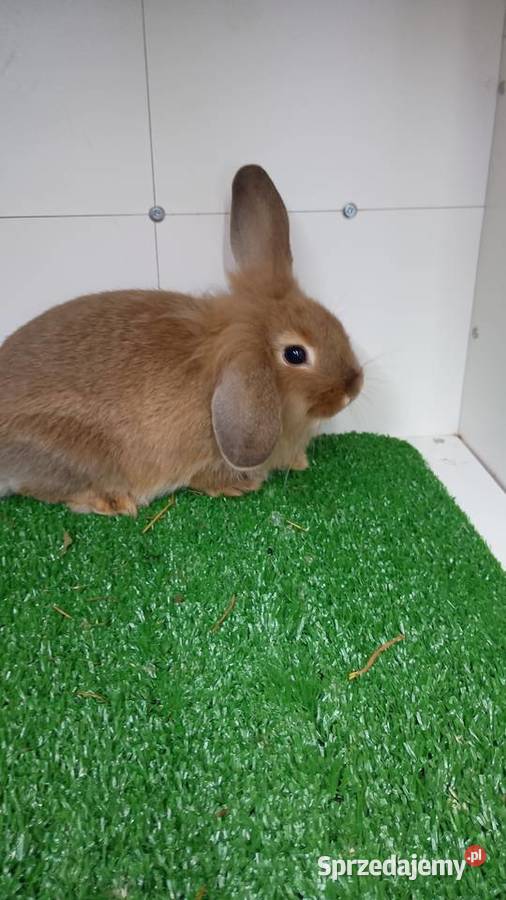 Sprzedam króliki miniaturki