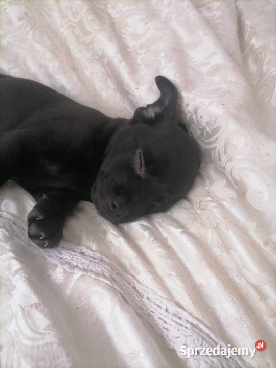  Pozostałe Syców sprzedam