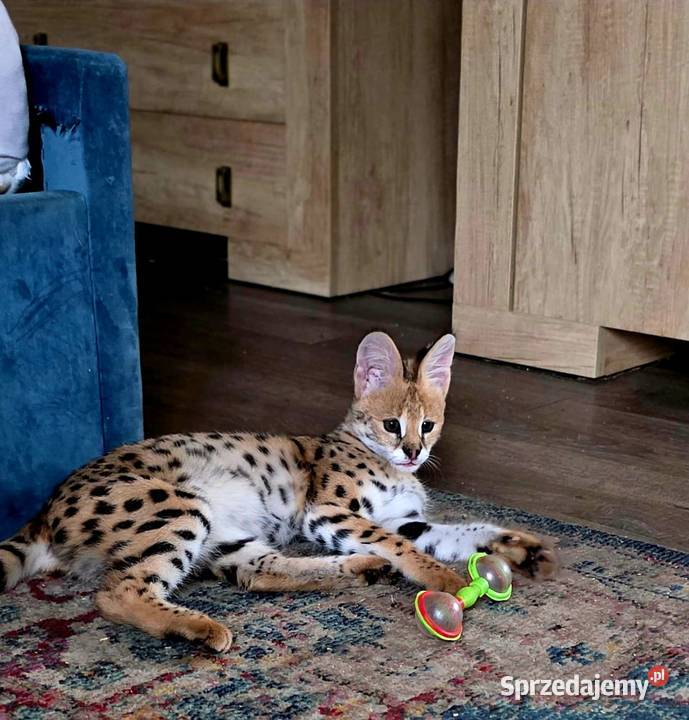 Serwal Afrykański Leptailurus serval przepiękna śląskie Katowice