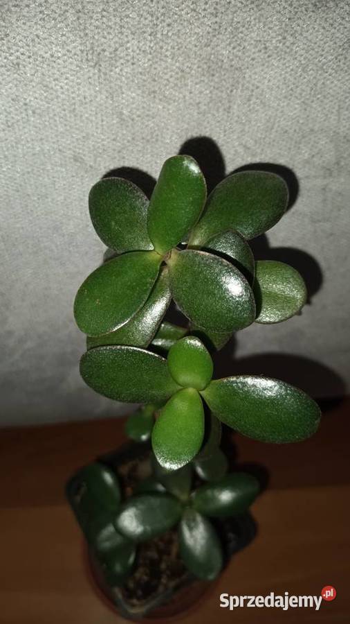 Grubosz crassula drzewko szczęscia 3 wys 35 Warszawa