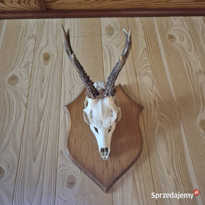 Sprzedam poroża Oborniki