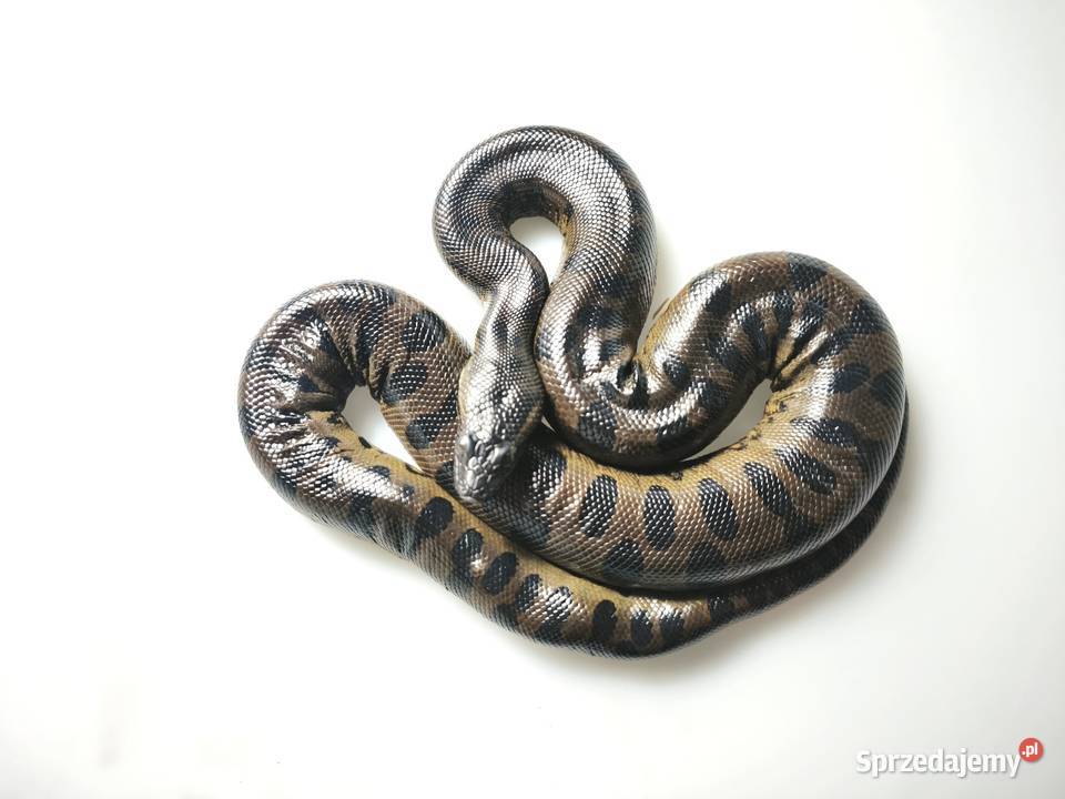anakonda zielona młody osobnik samica Wałbrzych
