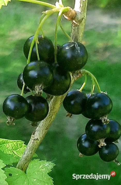 Porzeczka czarna sadzonki Bydgoszcz
