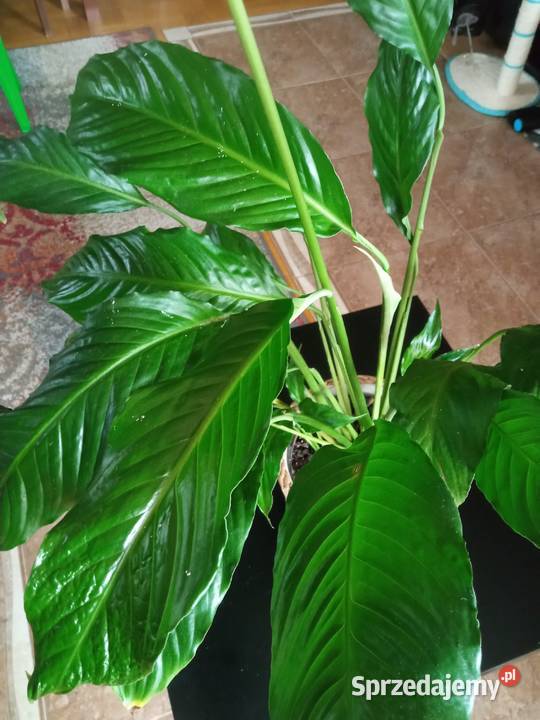 Ozdoba domu skrzydłokwiat Nowy Sącz