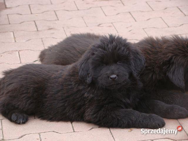 Mioty w hodowli Bisurman Psy Wrocław sprzedam