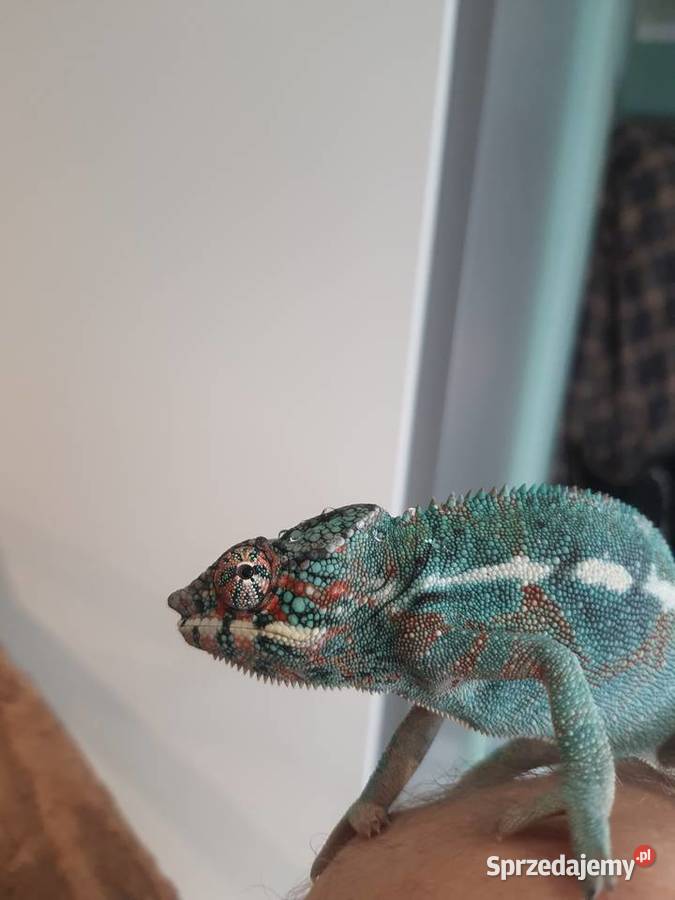 kameleon lamparci ambilobe samiec Lubień Kujawski