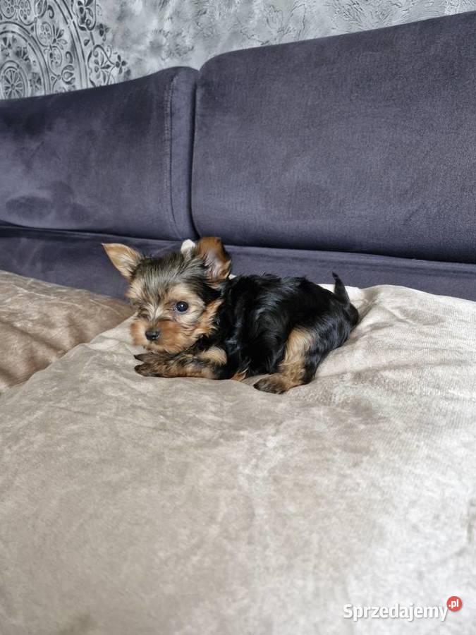 Yorkshire terrier sprzedam piesek i suczkę warmińsko-mazurskie