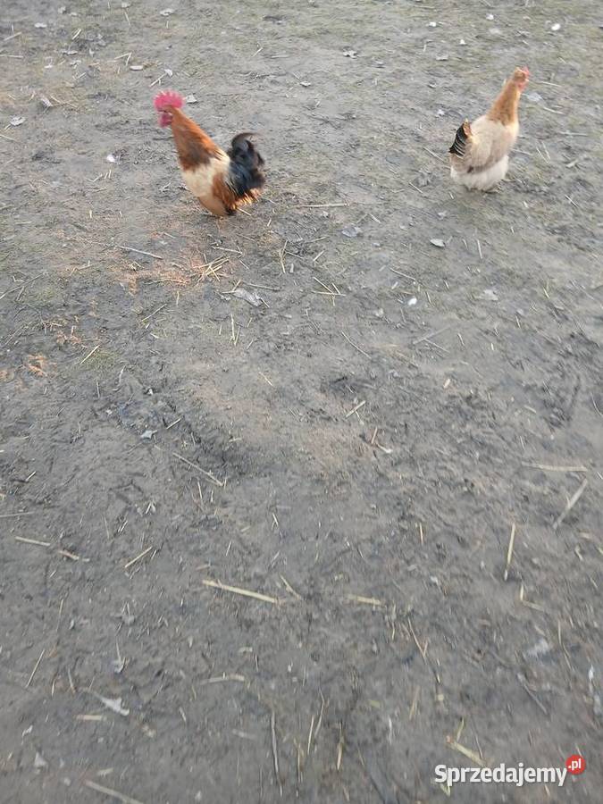 Kogutki małe i srednie Czarnocin sprzedam