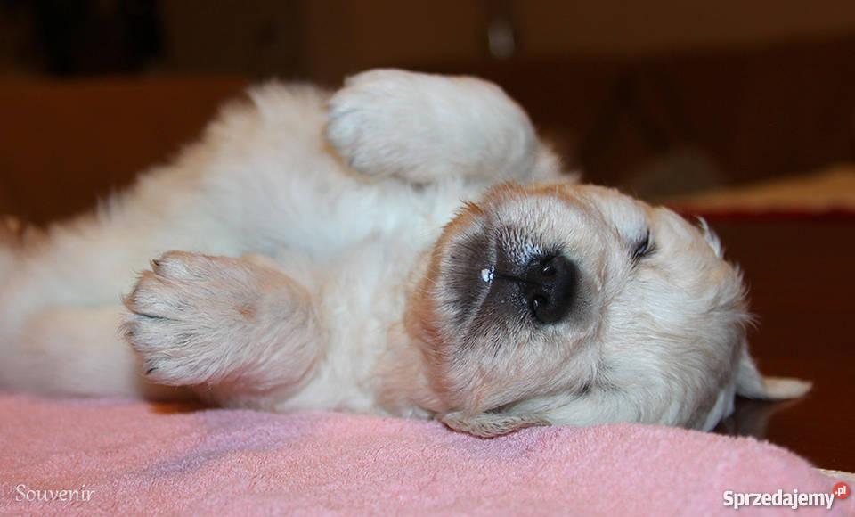 Szczenięta Golden Retriever ZKwPFCI warmińsko-mazurskie Olsztyn