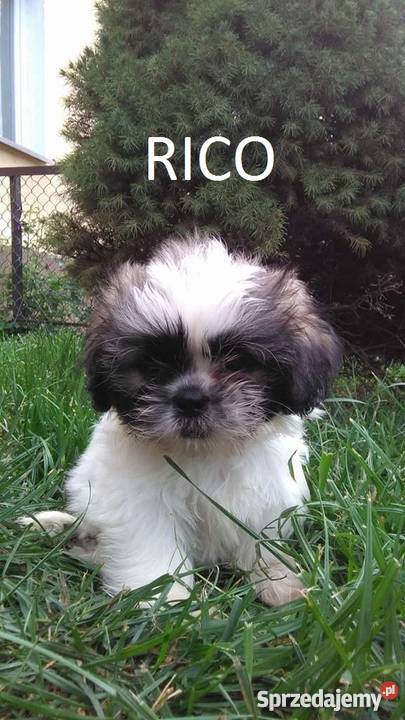 Szczeniaczki Shih Tzu Zwierzęta Lubin sprzedam