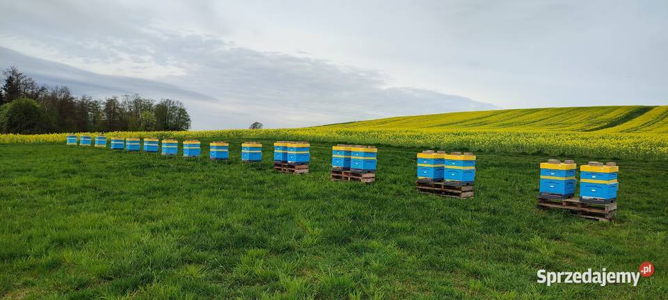 ROJE SILNE ODKŁADY PSZCZELE MAJ 2025 RODZINY śląskie Bielsko-Biała