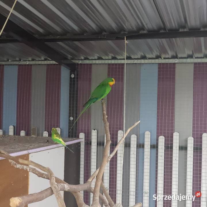 Papuga barabanda Osieczna