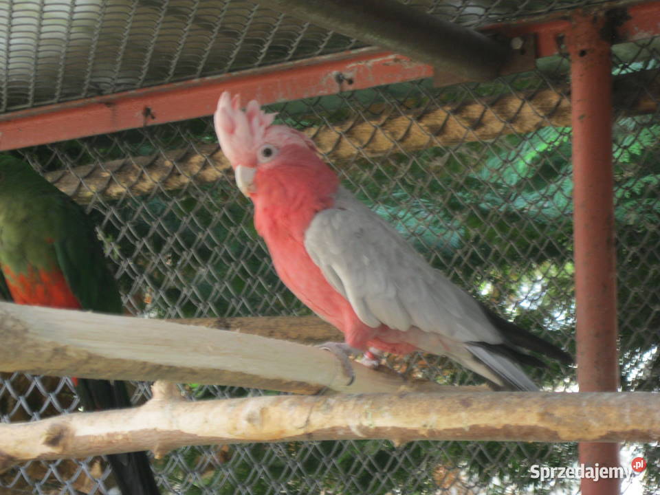 KAKADU RÓŻ0WA samica z DNA Luboń