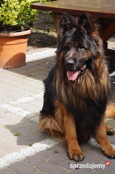 owczarek niemiecki Owczarek Radom