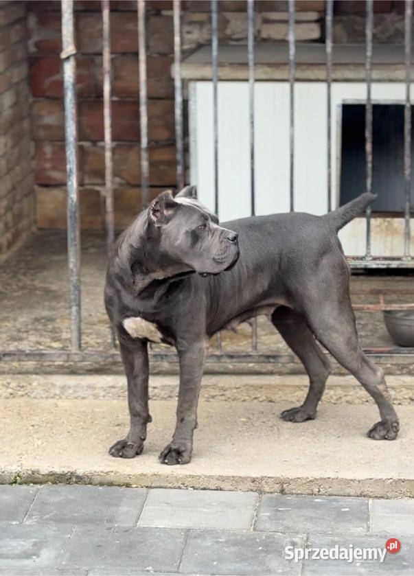 Cane Corso Szczenięta Zwierzęta Lamk sprzedam