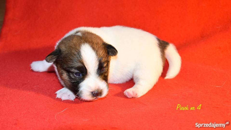 Szczeniaki Jack Russell Terrier wielkopolskie Ostrów Wielkopolski