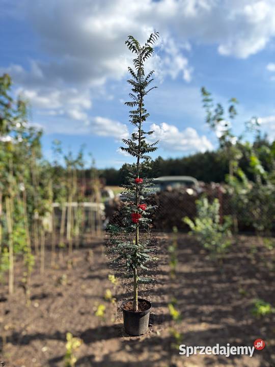 Jarząb pospolity Fastigiata 150230 jarząb wielkopolskie Sompolno