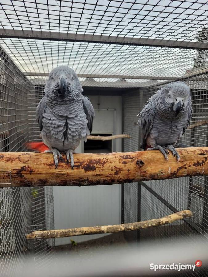 żako wielkopolskie Kościan