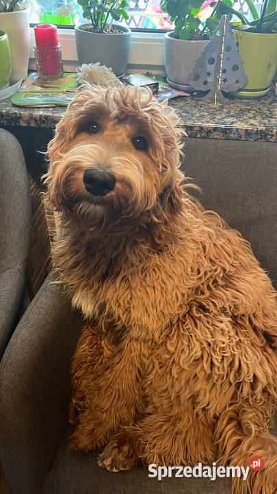 Owczarek Pudel Aussiedoodle Red Merle Czarnków