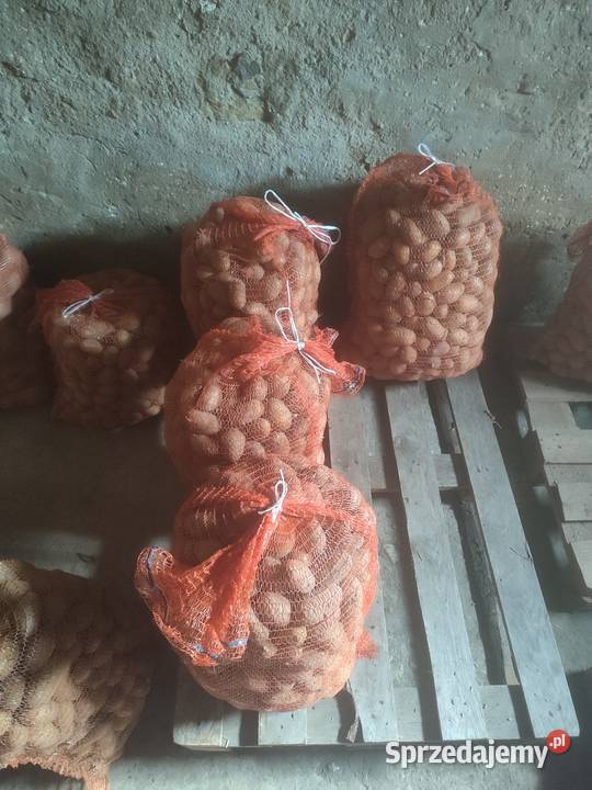 Sprzedam sadzeniaki Queen anna Toszek