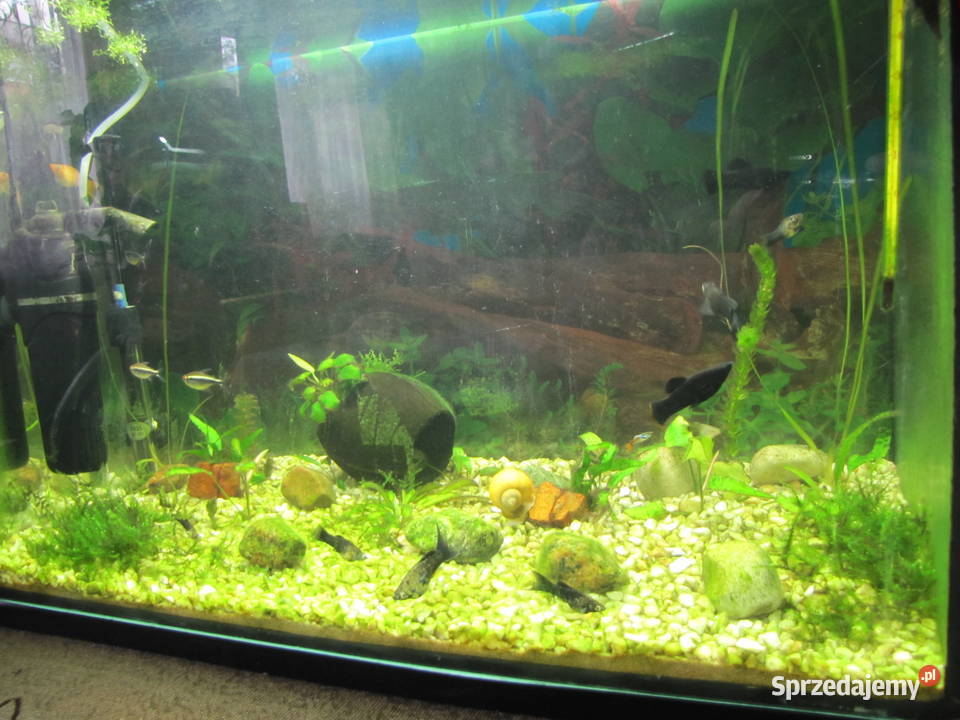 Akwarium 72 l z obsadą Toruń
